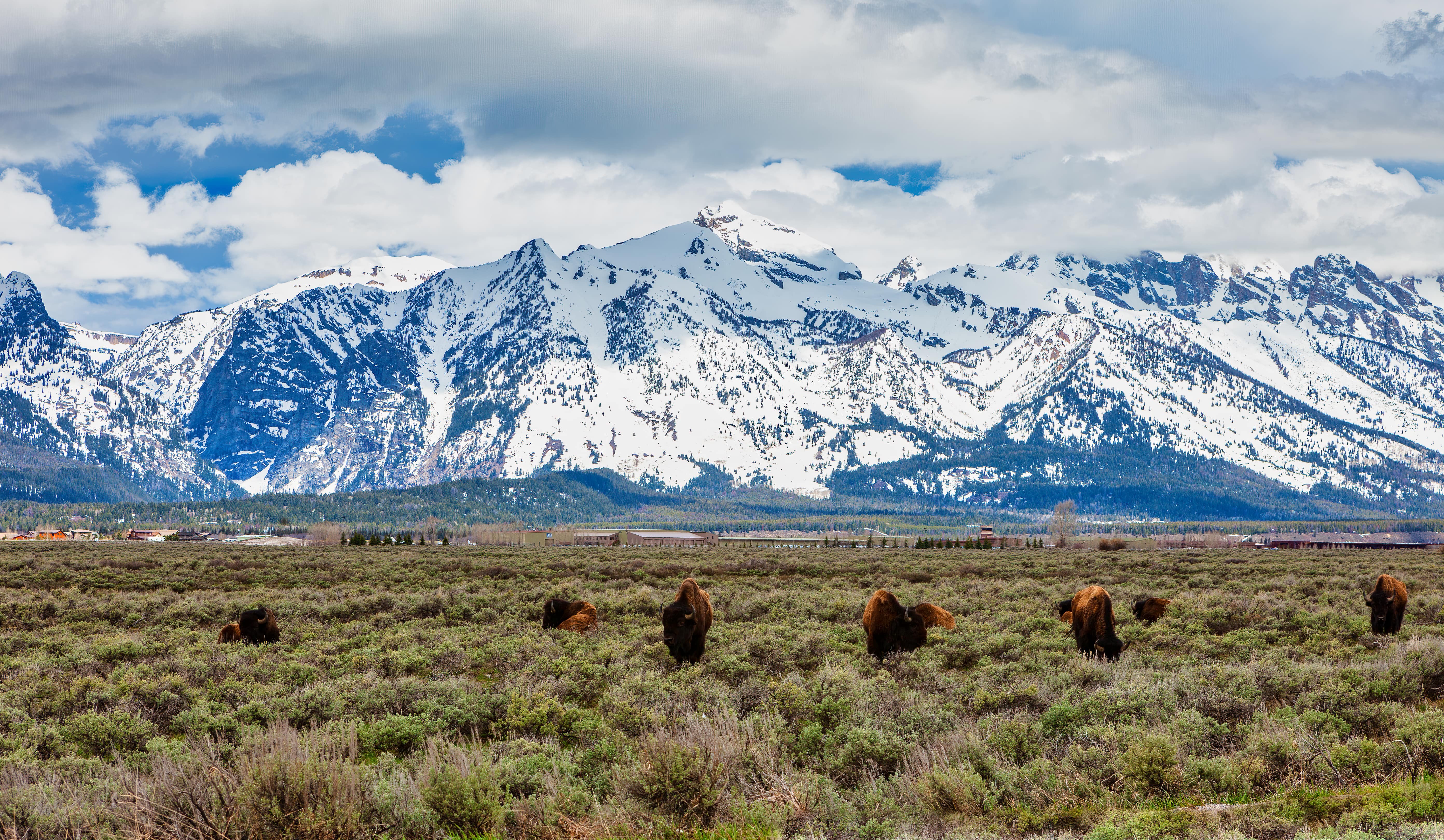 Bison grazing beneath Grand Teton Peaks, Wyoming