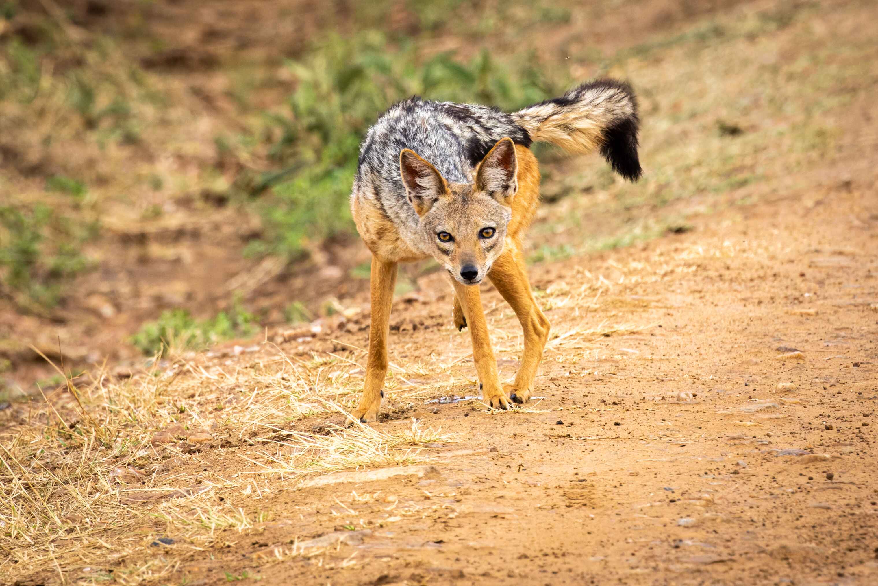 Curious jackal on a dirt path