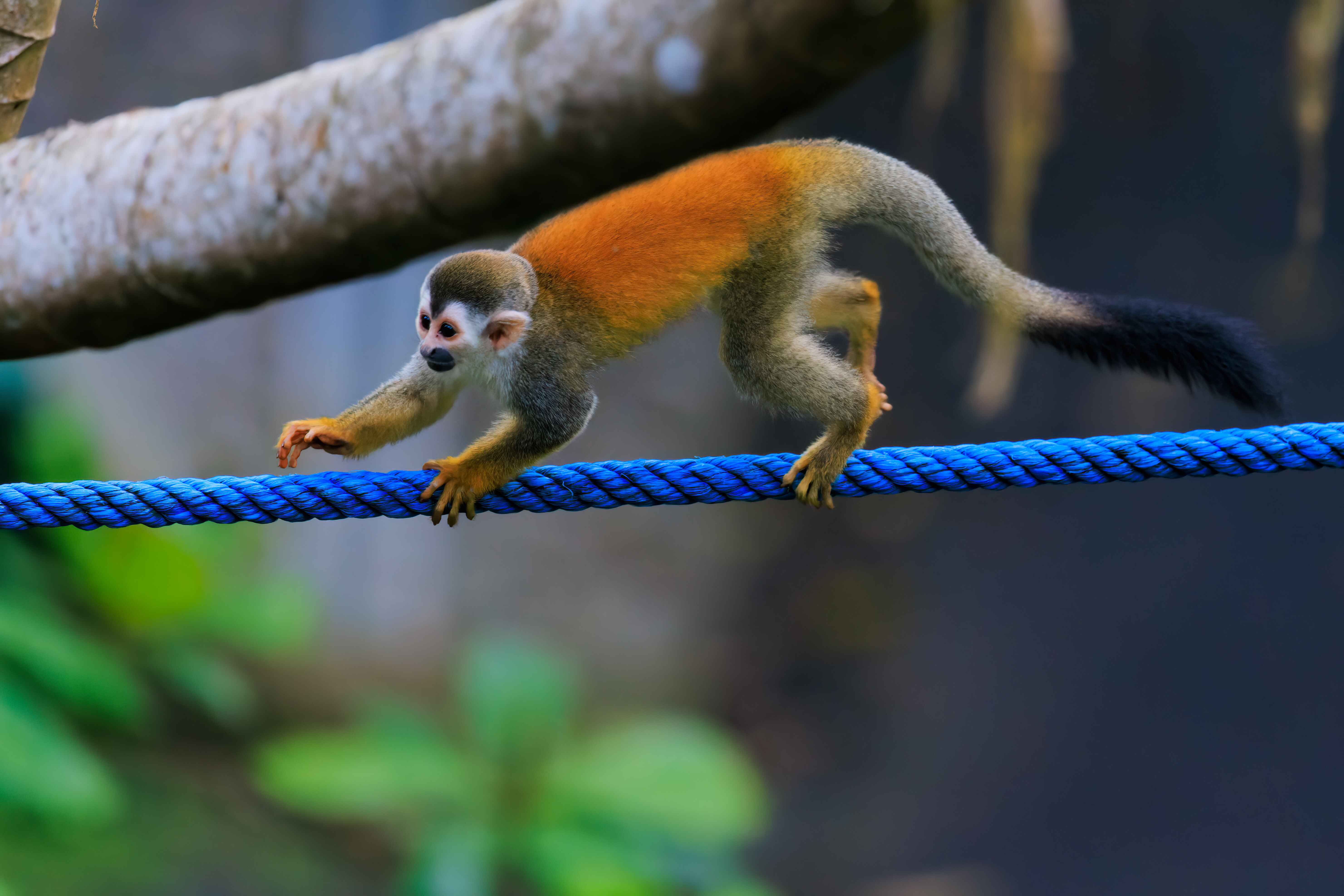 Squirrel Monkey carefully crossing blue rope