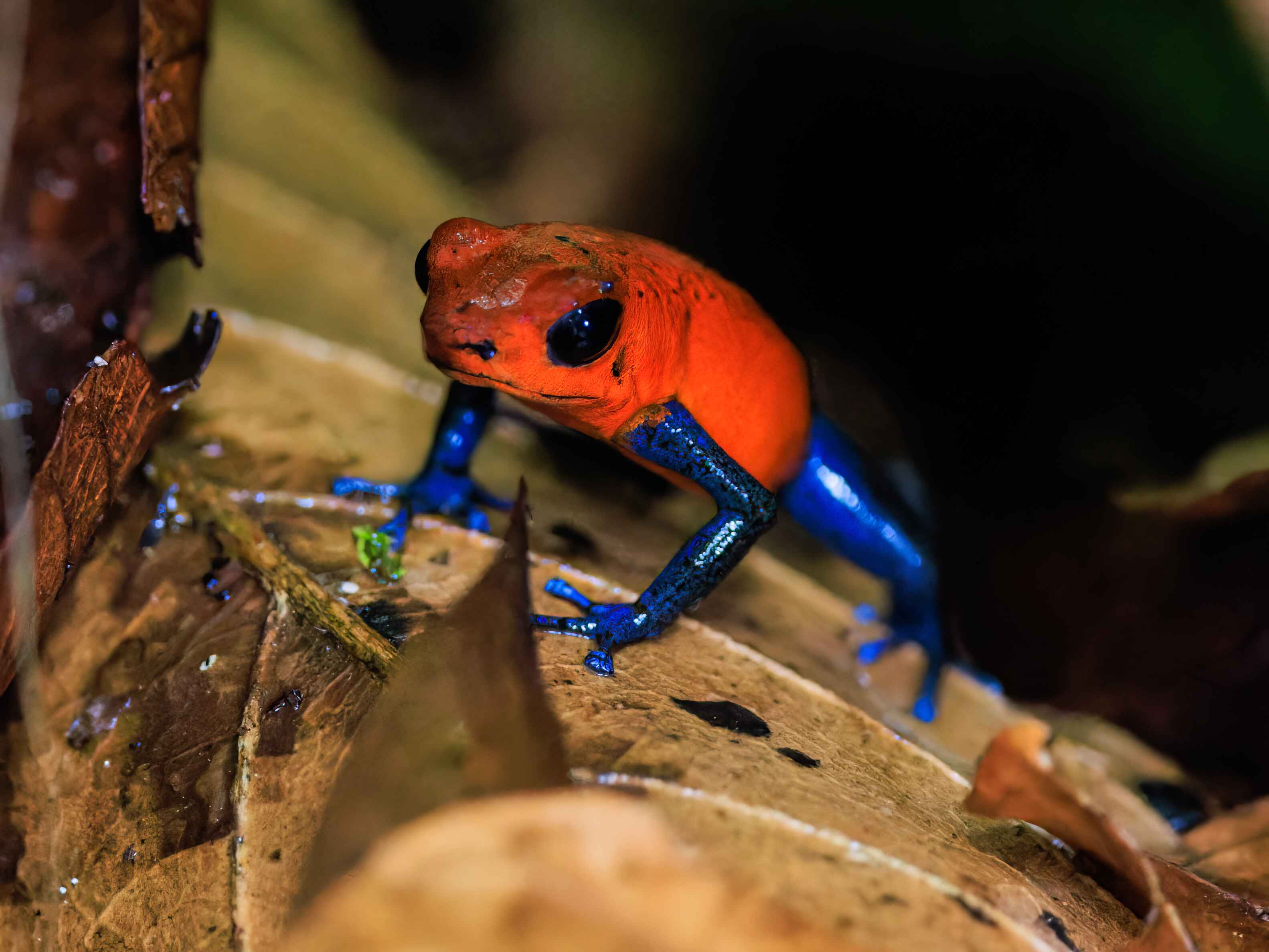 Strawberry Poison Dart Frog in the wild
