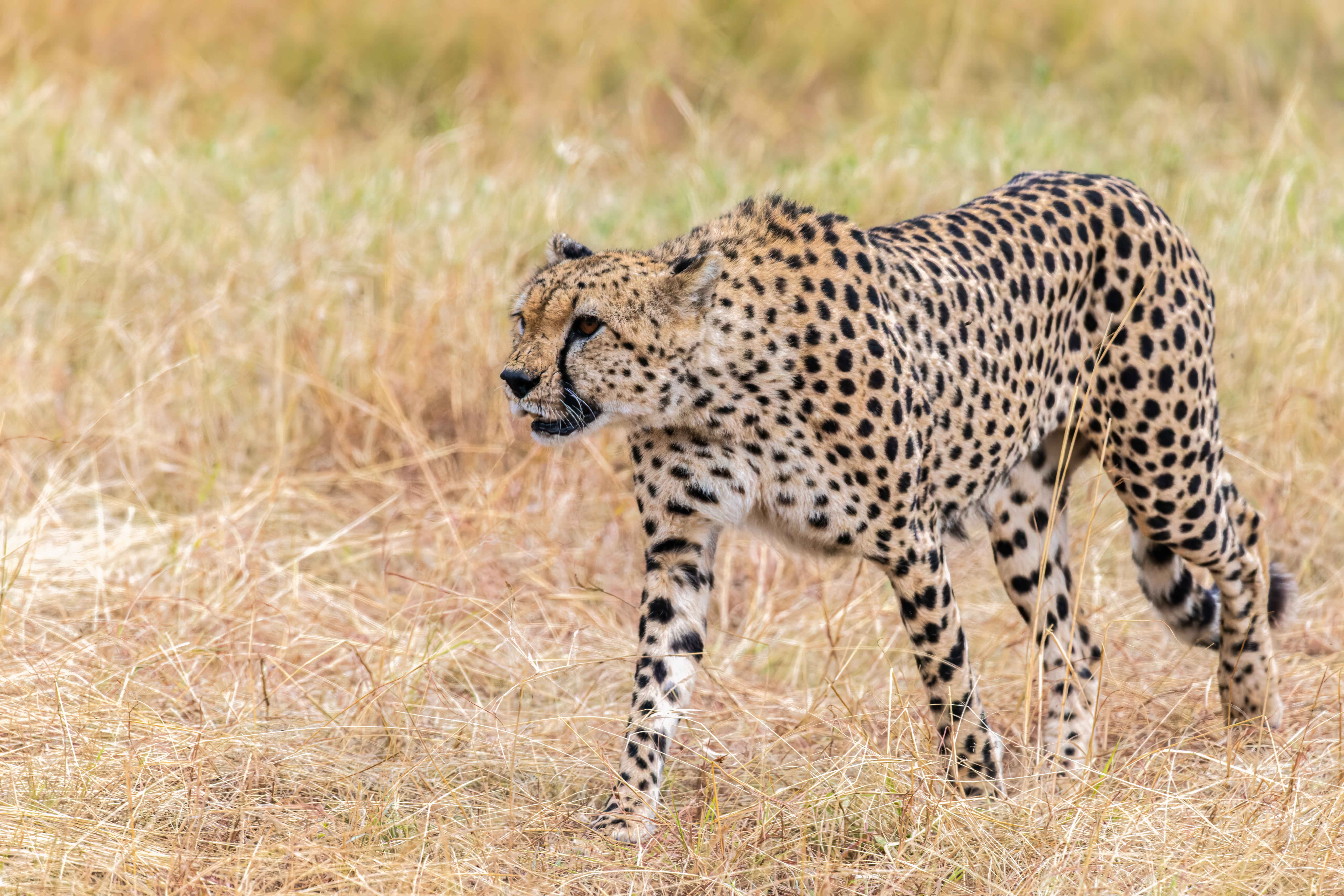 Graceful cheetah walking through grass