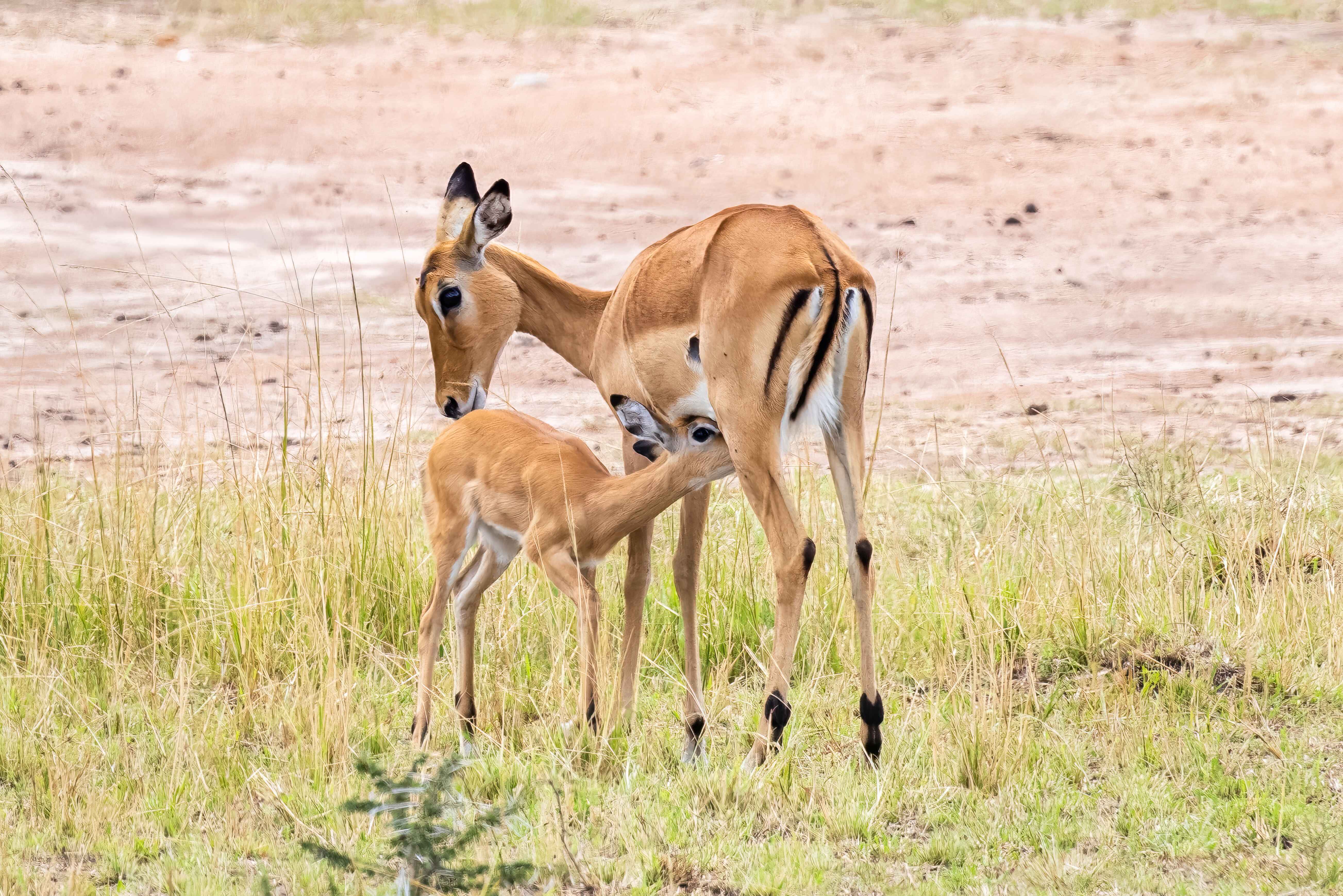 Baby antelope nursing from its mother