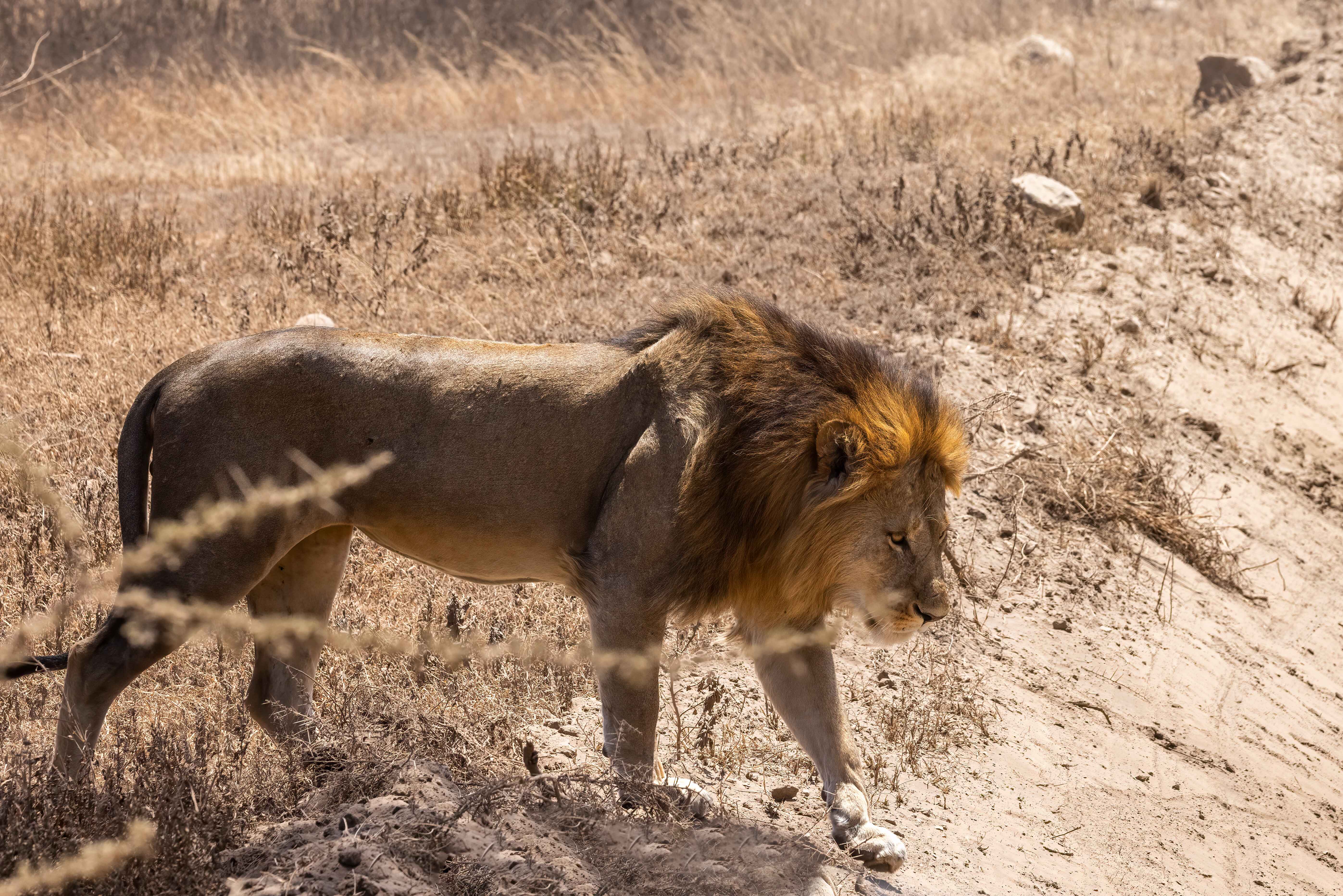 A fierce lion strides through the savannah