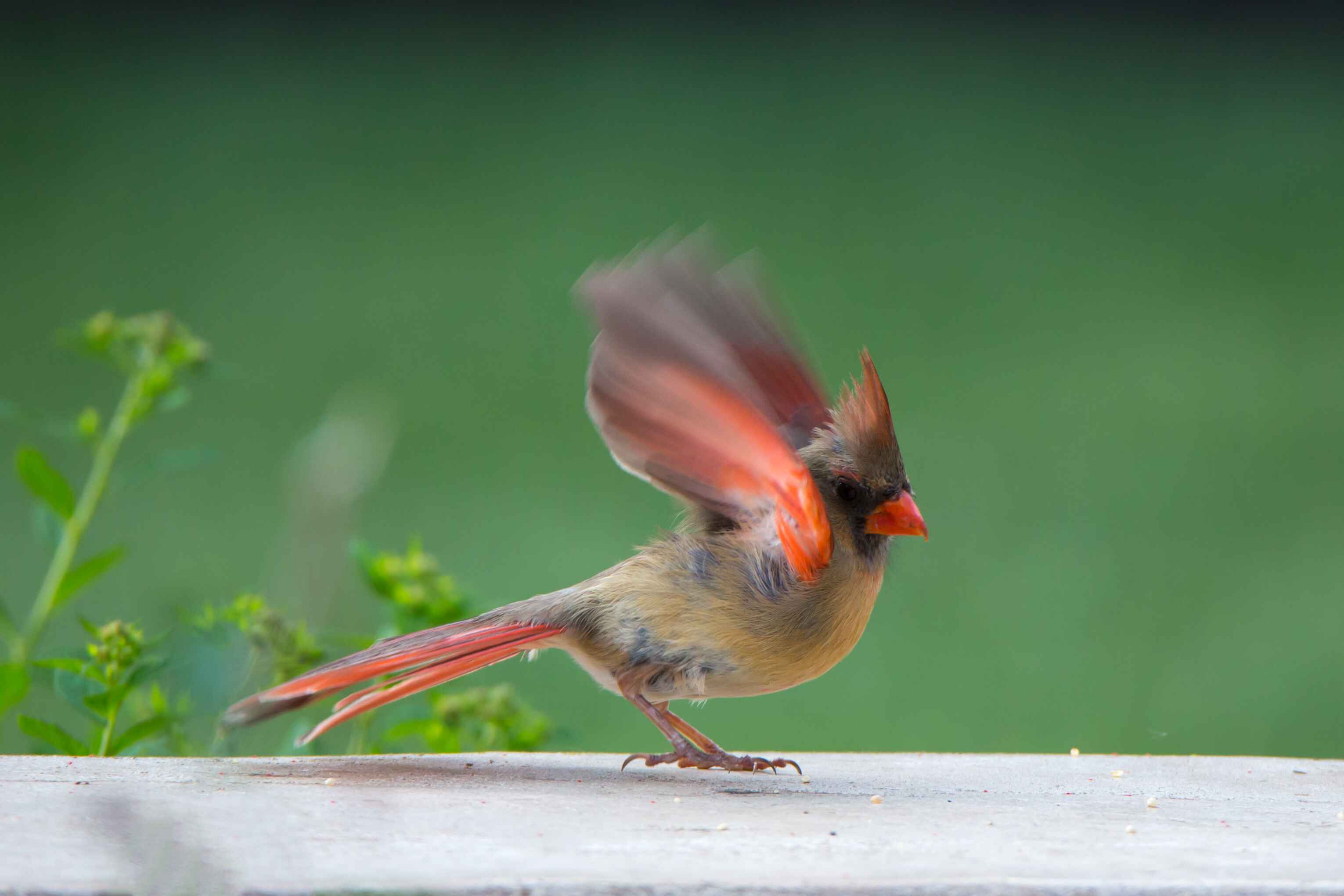 Vibrant cardinal displays its colorful wings