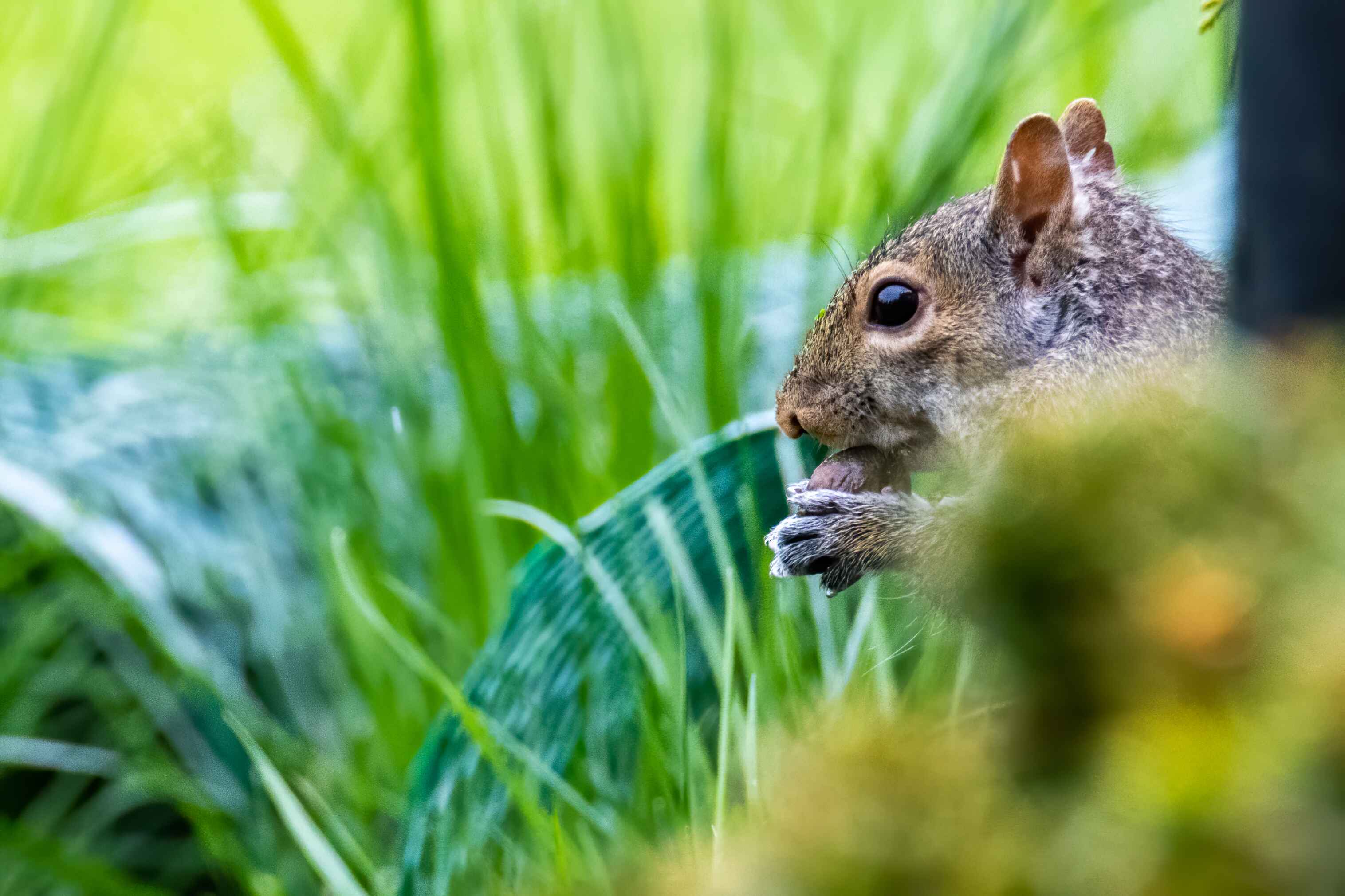 Squirrel enjoys a snack amidst the lush greenery