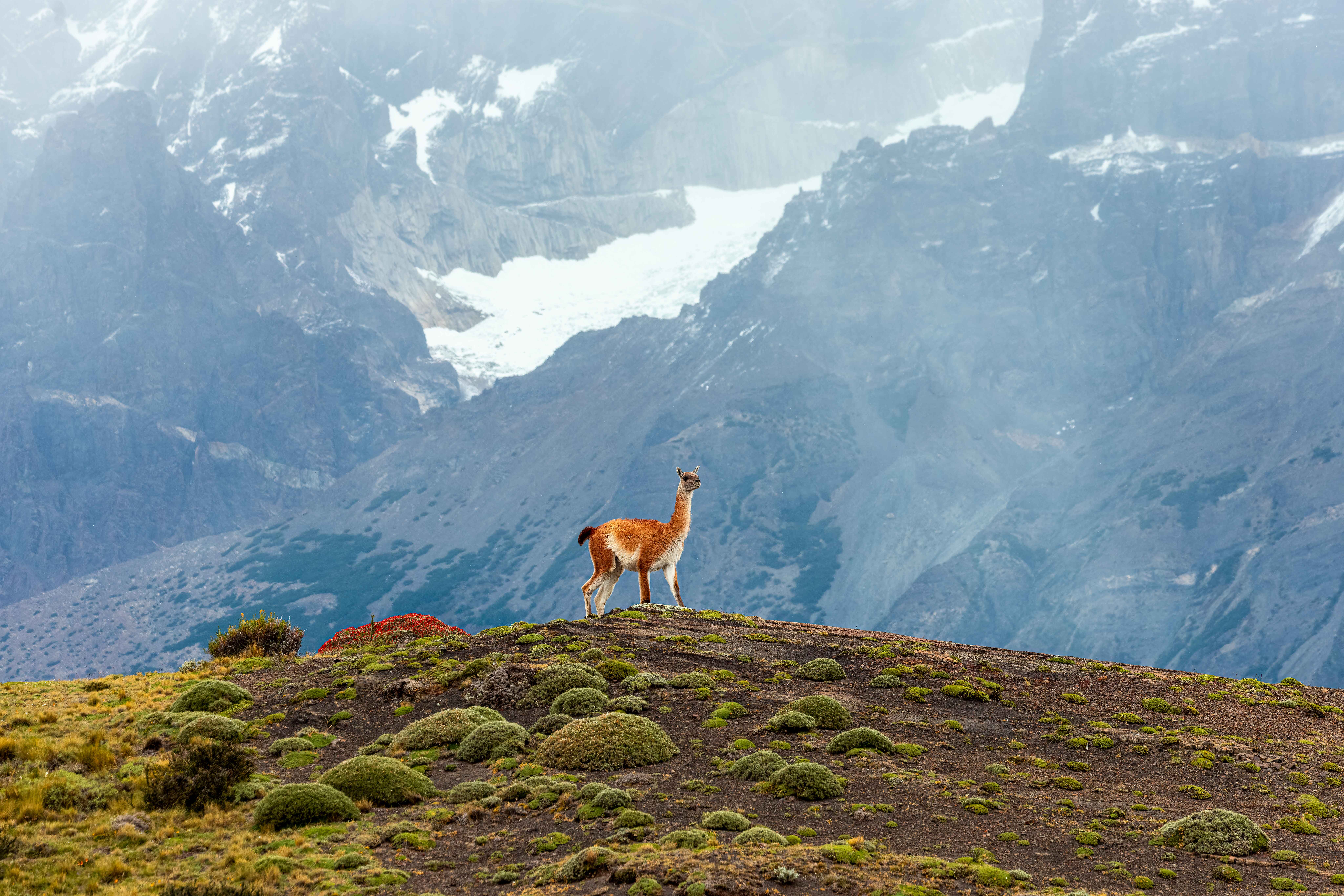 Guanaco stands majestically against the backdrop of snow-capped mountains