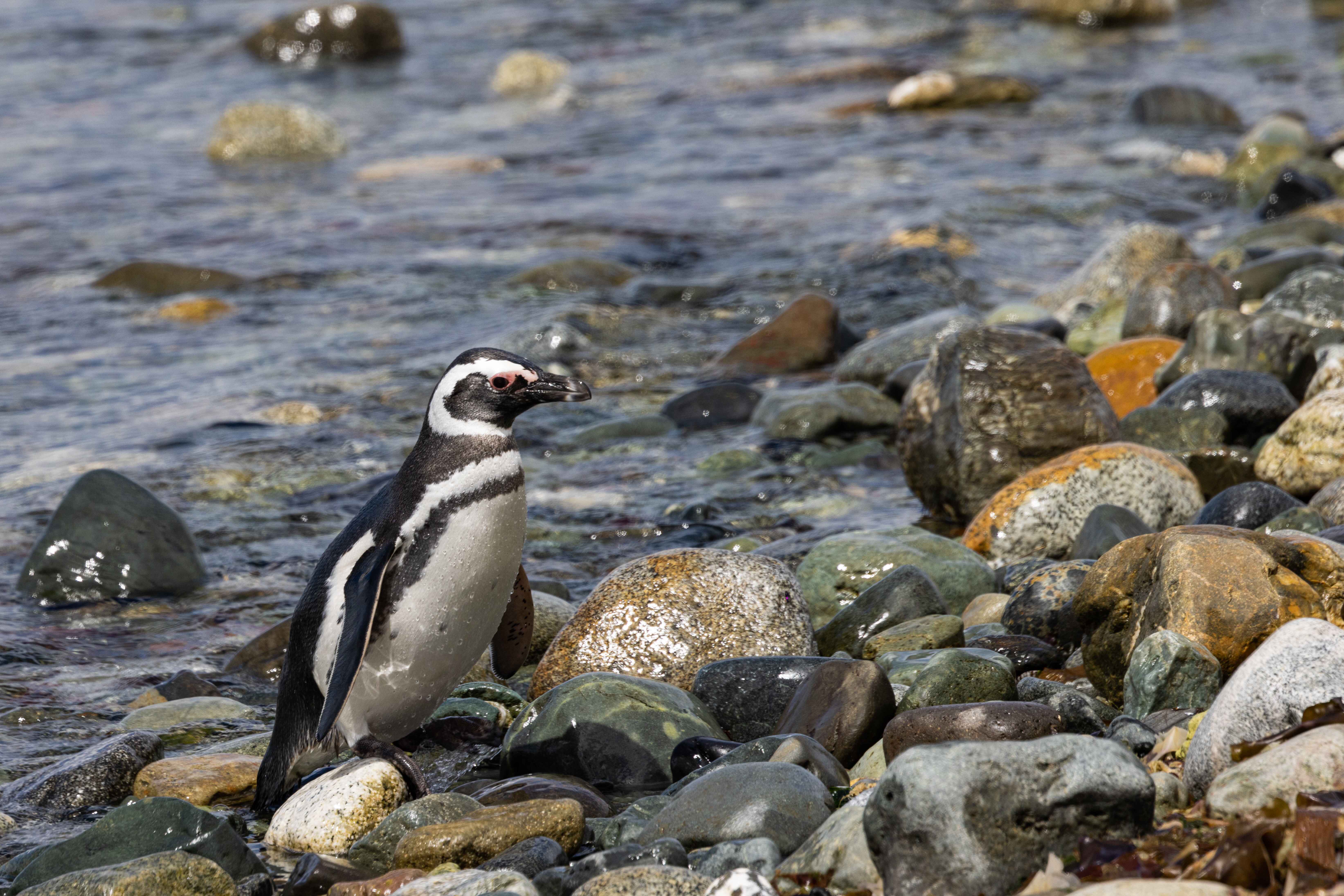Magellanic penguin navigates the rocky shore