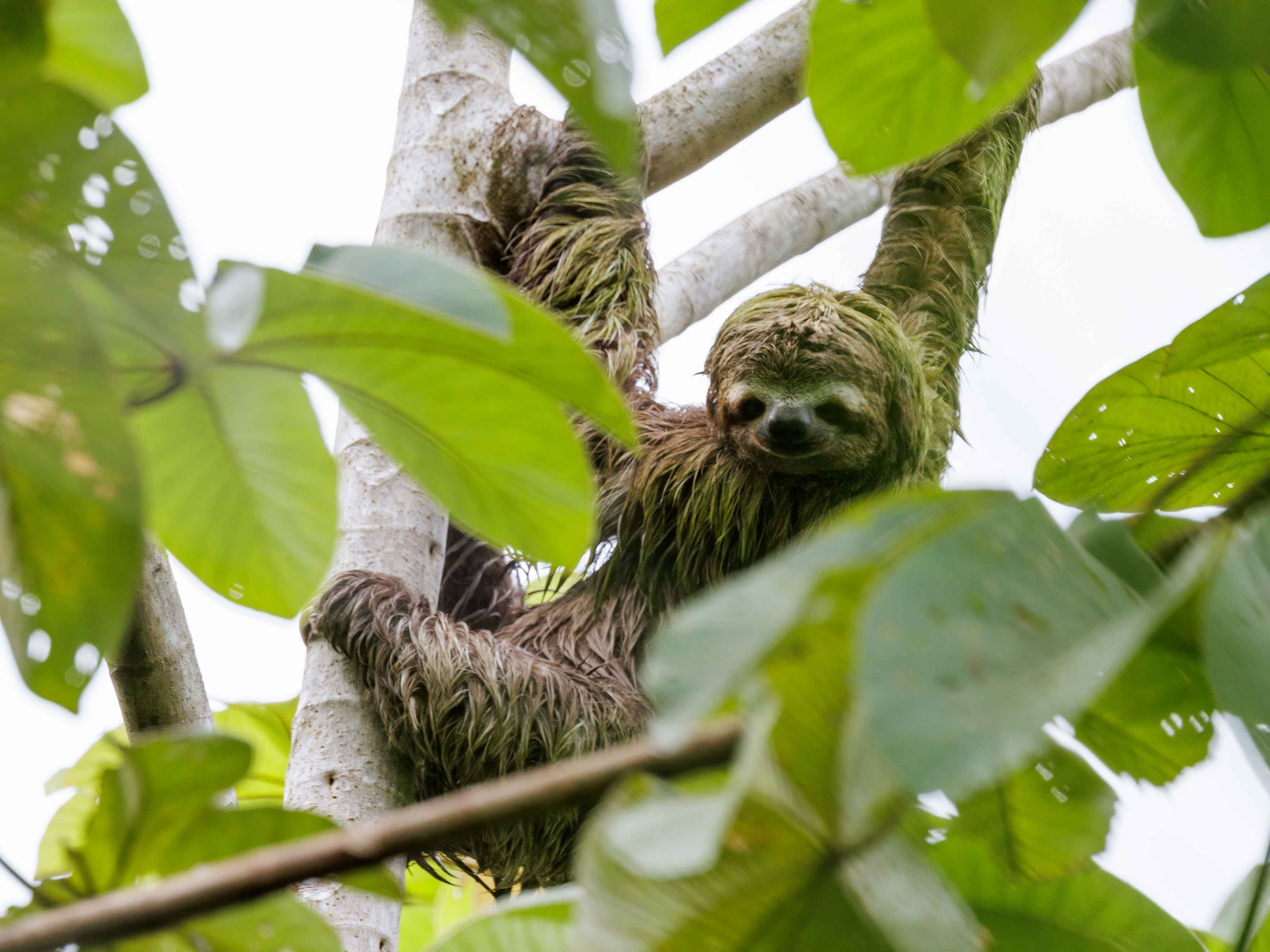 Sloth lounging high in the treetops