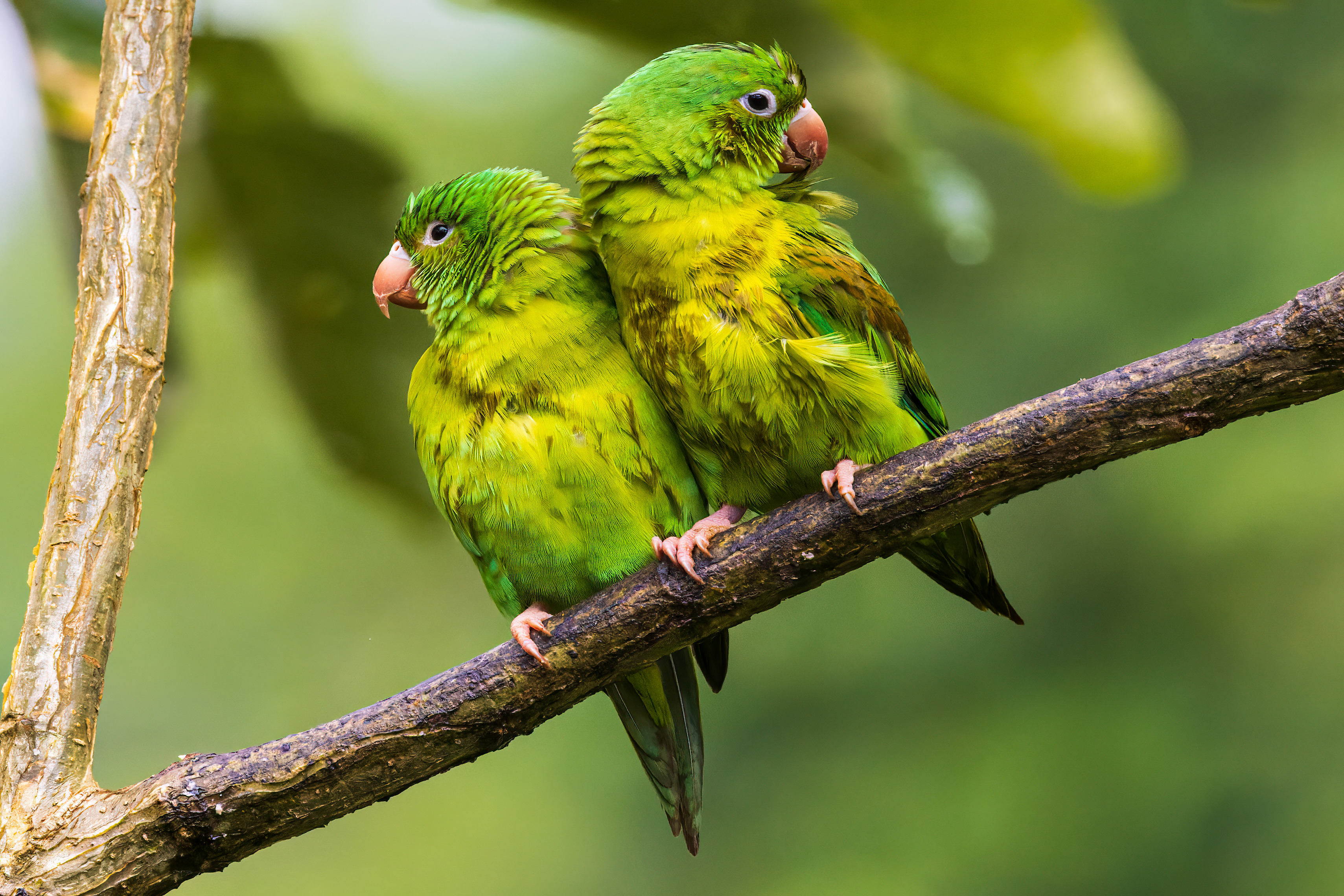 Two parrots on a branch